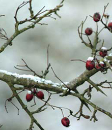 &iquest;D&oacute;nde est&aacute; la nieve?